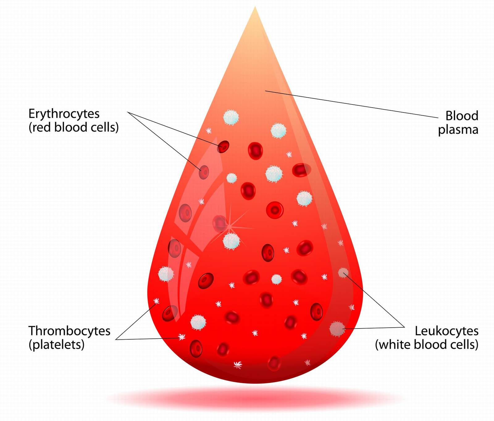 Blood Vessels Anatomy, Human Body Organs, Medicine Studies, Radiology ...